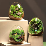 Creative Egg-Shaped Glass Bottles Succulent Glass Vase Hydroponic