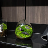 Creative Egg-Shaped Glass Bottles Succulent Glass Vase Hydroponic