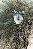 Reflective Jewellery - Wolf
