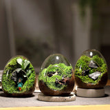 Creative Egg-Shaped Glass Bottles Succulent Glass Vase Hydroponic