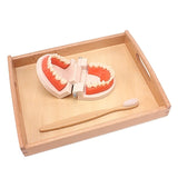 Montessori Toddler Tooth Toy Practical Life Simulated Material Brushing Tooth Teaching Aids Real Bamboo Brush with Wooden Tray